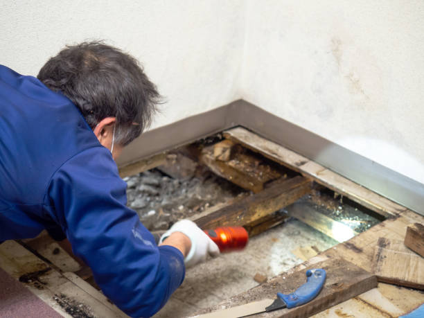 Best Preventive Mold Services in Weston, MO