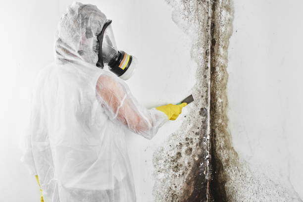 Best Health and Safety Mold Remediation in Weston, MO