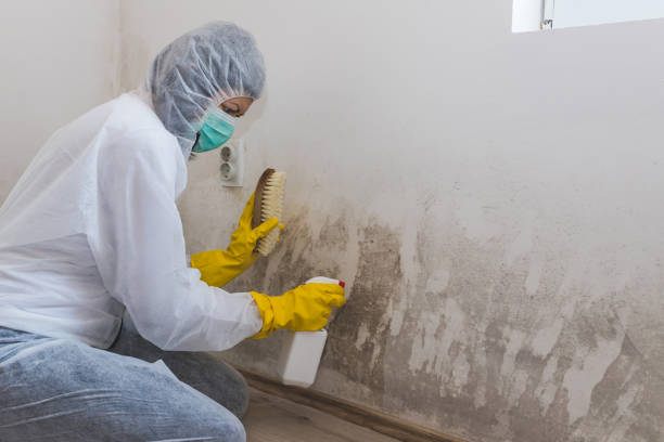 Best Mold Testing and Inspection Services in Weston, MO