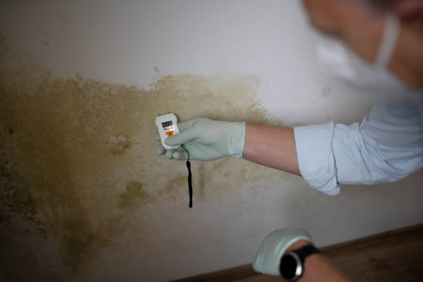 Best White Mold Remediation in Weston, MO