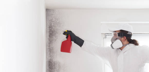 Best Black Mold Remediation in Weston, MO