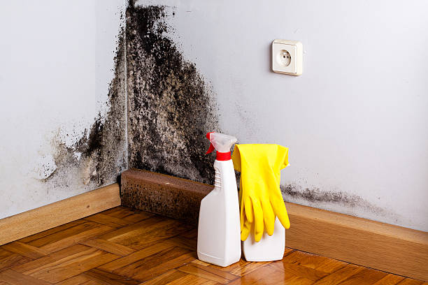 Best HVAC Mold Remediation in Weston, MO